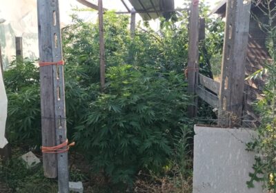 Pecetto di Valenza, la polizia locale scopre una serra dove si coltivava ‘Mary Jane’