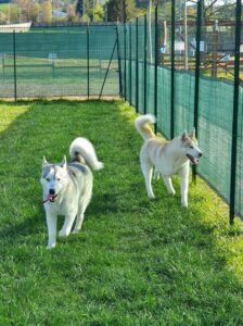 ‘Dog Day’ domenica 7 aprile