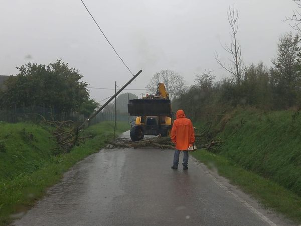 Maltempo, cade un albero sulla Bassignana-Montecastello