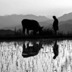 AL CINEMA PER VOI. “BLACK OX” di Tsuta Tetsuichiro