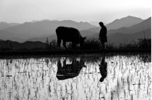 AL CINEMA PER VOI. “BLACK OX” di Tsuta Tetsuichiro